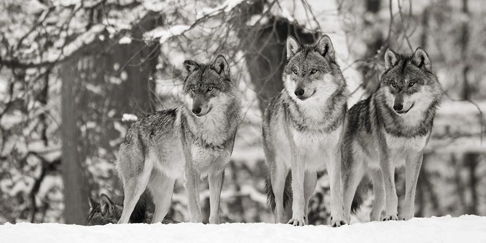 Wolves in the snow, germany (detail, BW) art print by Anonymous for $57.95 CAD