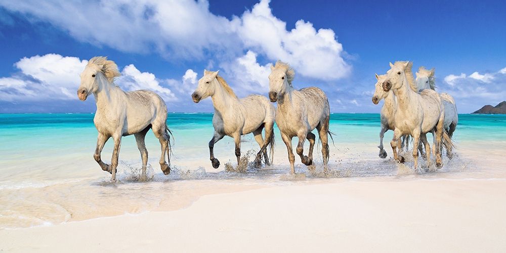 Band of Brothers- Lanikai Beach- Hawaii art print by Pangea Images for $57.95 CAD