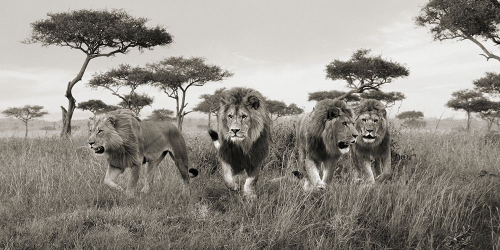 Brothers- Masai Mara- Kenya (detail) art print by Pangea Images for $57.95 CAD