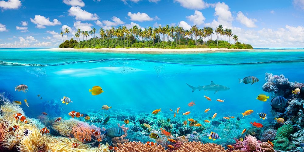 The Coral Reef art print by Pangea Images for $57.95 CAD