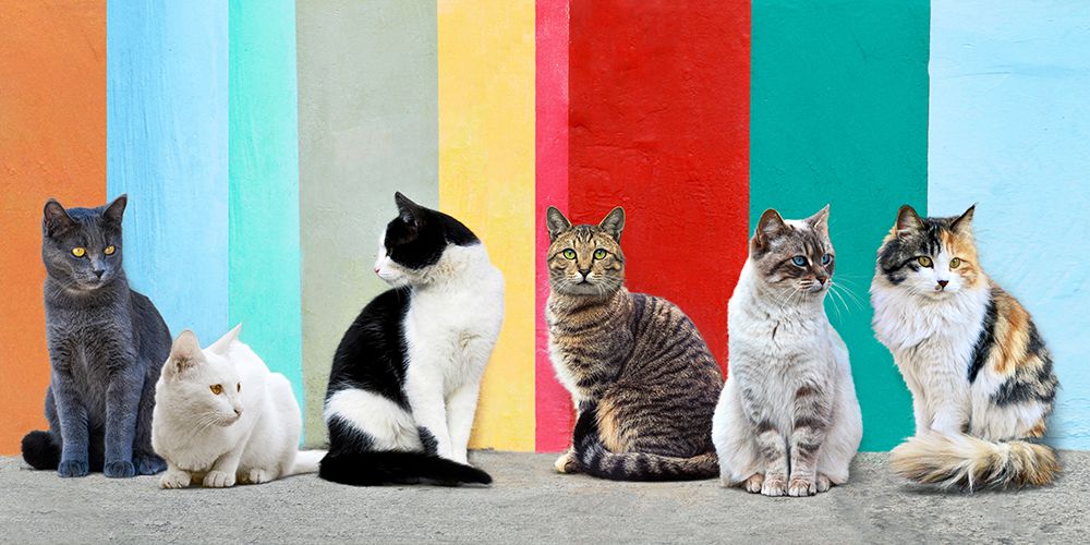Cats in the Sun art print by Pangea Images for $57.95 CAD