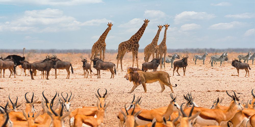 Sovereign passing by (Masai Mara) art print by Pangea Images for $57.95 CAD