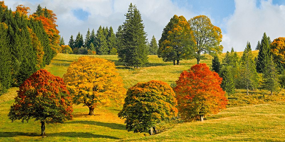 Autumn in Quebec art print by Pangea Images for $57.95 CAD