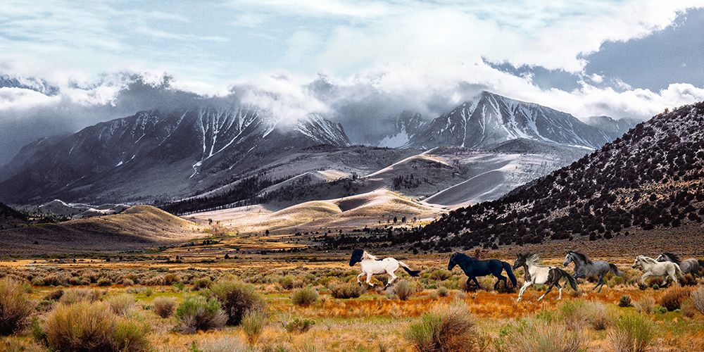 Wild Horses - Mono Lake Natural Reserve - California art print by Pangea Images for $57.95 CAD