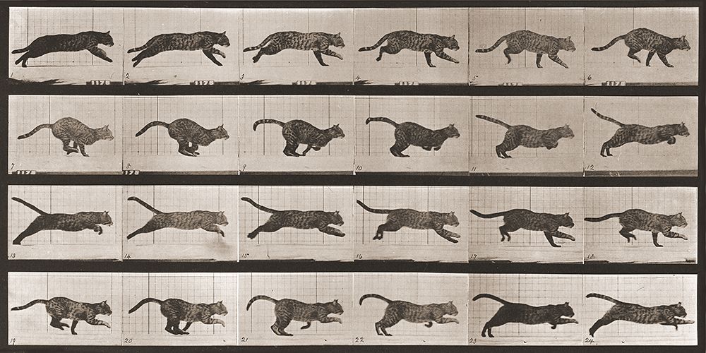 Cat galloping, 1887 art print by Eadweard Muybridge for $57.95 CAD