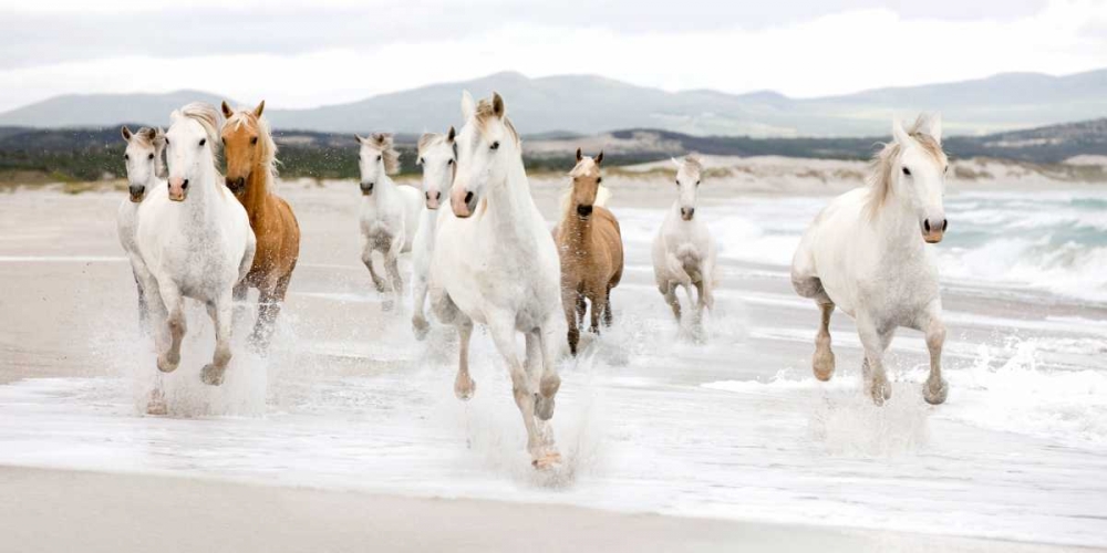 Horses on the beach art print by Zero Creative STUDIO for $57.95 CAD