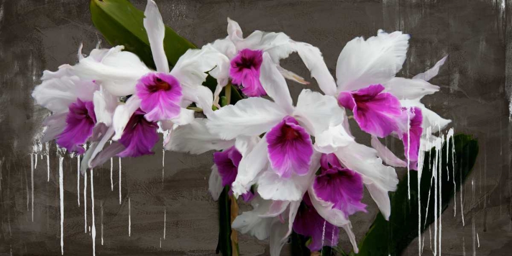 Orchid blackboard art print by Alex Vinci for $57.95 CAD