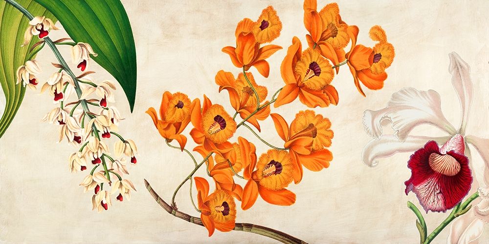 Panneau Botanique II art print by Remy Dellal for $57.95 CAD