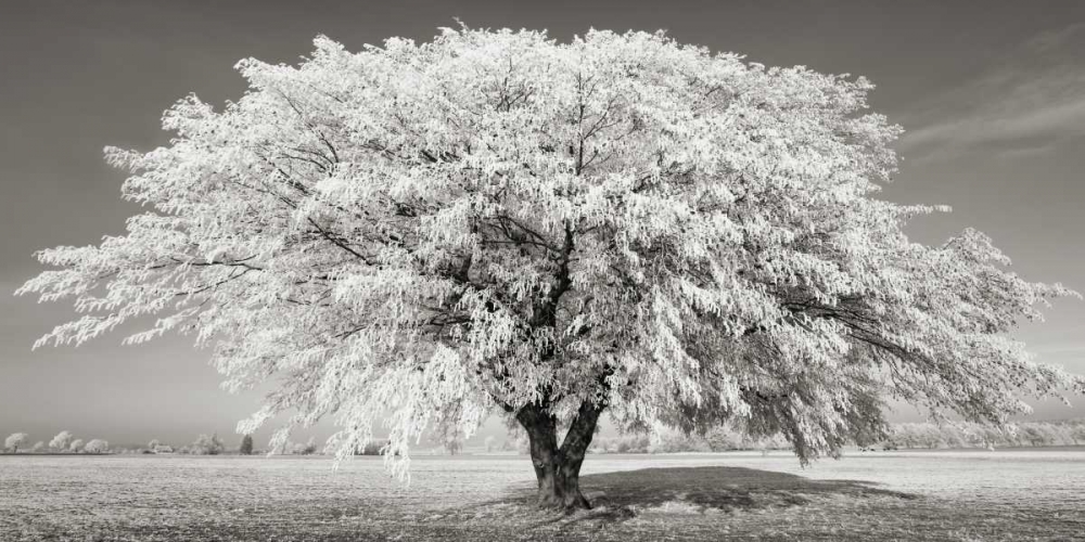 Lime tree with frost, Bavaria, Germany art print by Frank Krahmer for $57.95 CAD