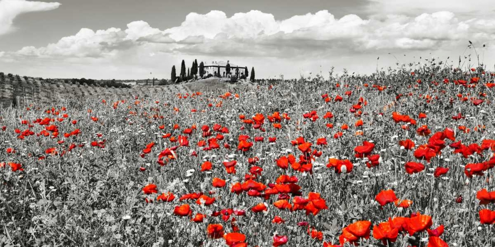 Farm house with cypresses and poppies, Tuscany, Italy art print by Frank Krahmer for $57.95 CAD