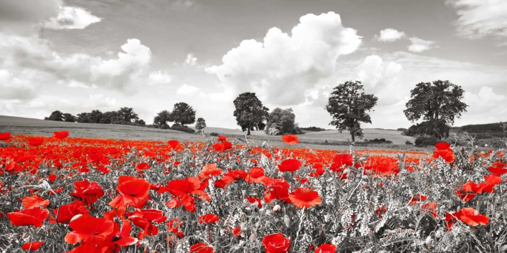 Poppies and vicias in meadow, Mecklenburg Lake District, Germany art print by Frank Krahmer for $57.95 CAD