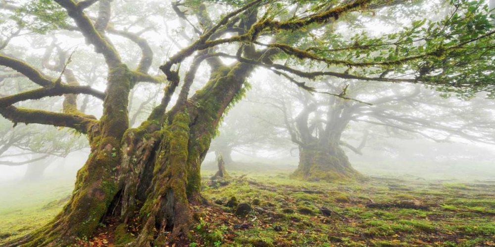 Laurel forest in fog, Madeira, Portugal art print by Frank Krahmer for $57.95 CAD