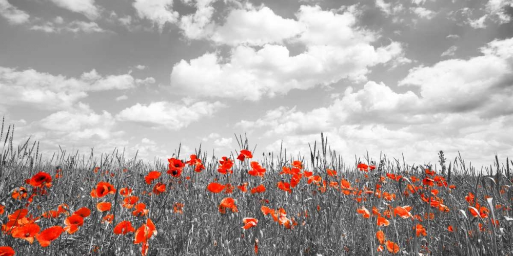 Poppies in corn field, Bavaria, Germany art print by Frank Krahmer for $57.95 CAD
