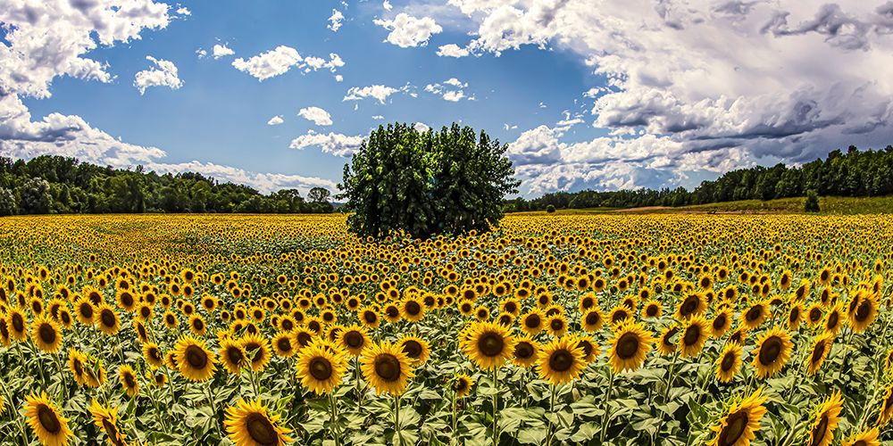 Gelso tra i girasoli (detail) art print by Fulvio Ferrua for $57.95 CAD