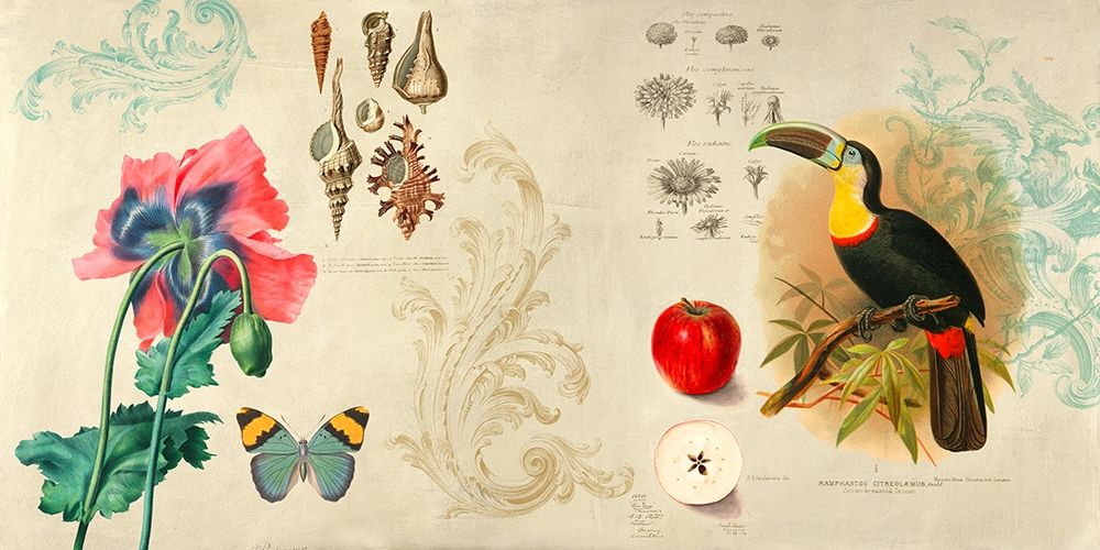 Cabinet of Curiosities II art print by Joannoo for $57.95 CAD