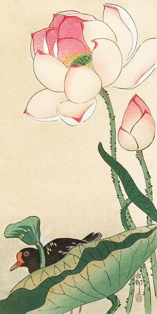 Lotus Flowers art print by Ohara Koson for $57.95 CAD