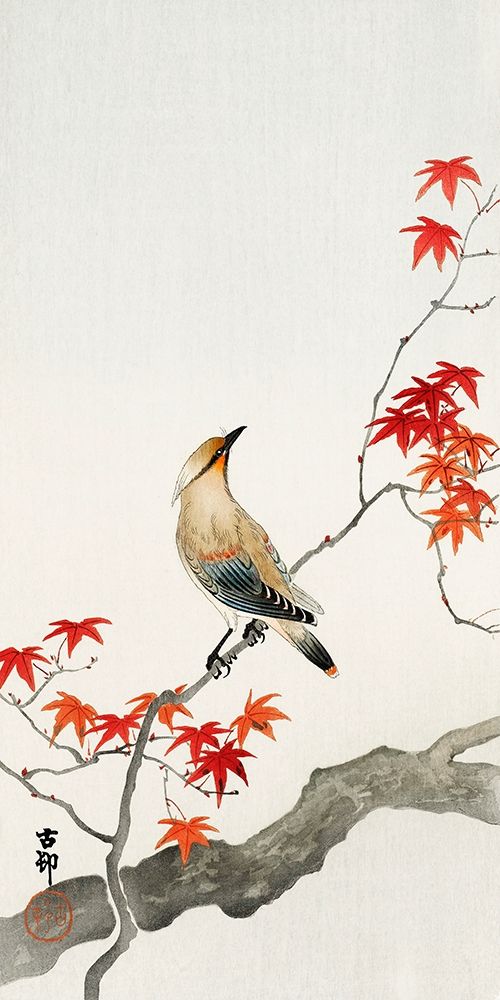 Japanese Jay on Maple art print by Anonymous for $57.95 CAD