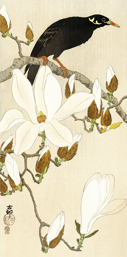 Myna on Magnolia Branch art print by Ohara Koson for $57.95 CAD