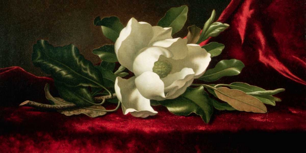 Magnolia art print by Martin Johnson Heade for $57.95 CAD