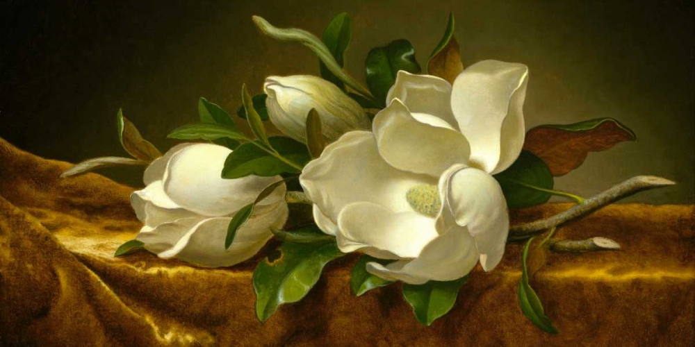 Magnolias on Gold Velvet Cloth art print by Martin Johnson Heade for $57.95 CAD