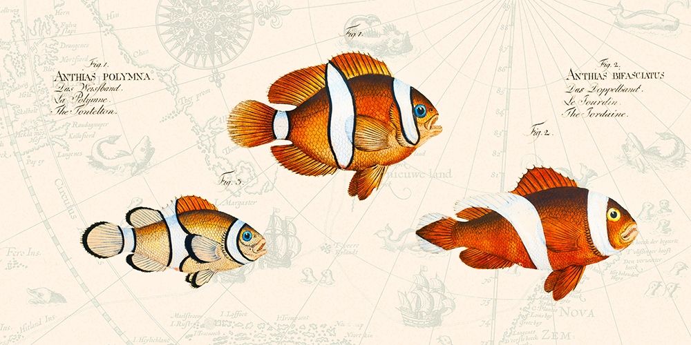 Tropical fish I- After Bloch art print by Stef Lamanche for $57.95 CAD