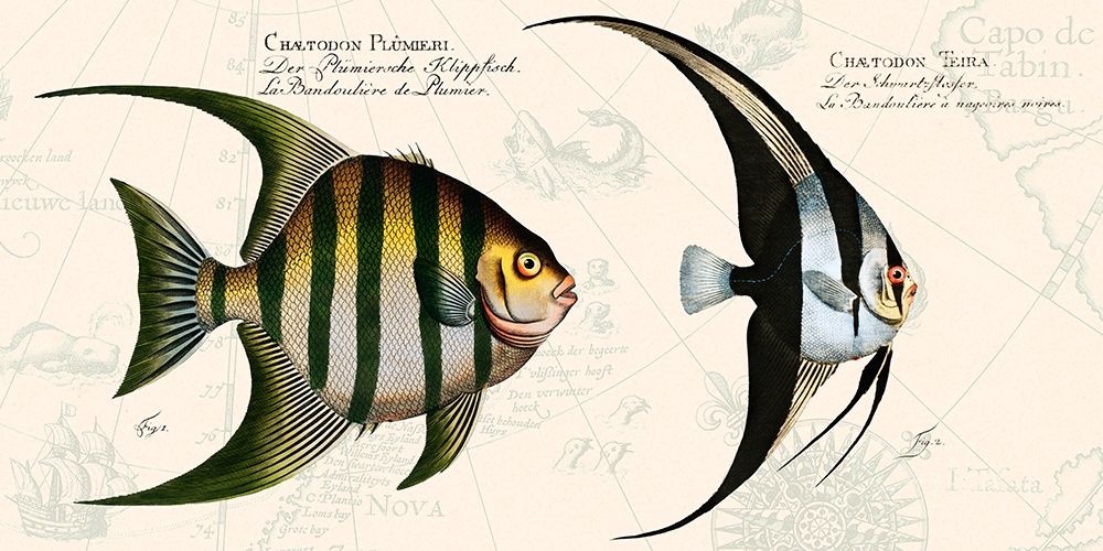 Tropical fish II-  After Bloch art print by Stef Lamanche for $57.95 CAD