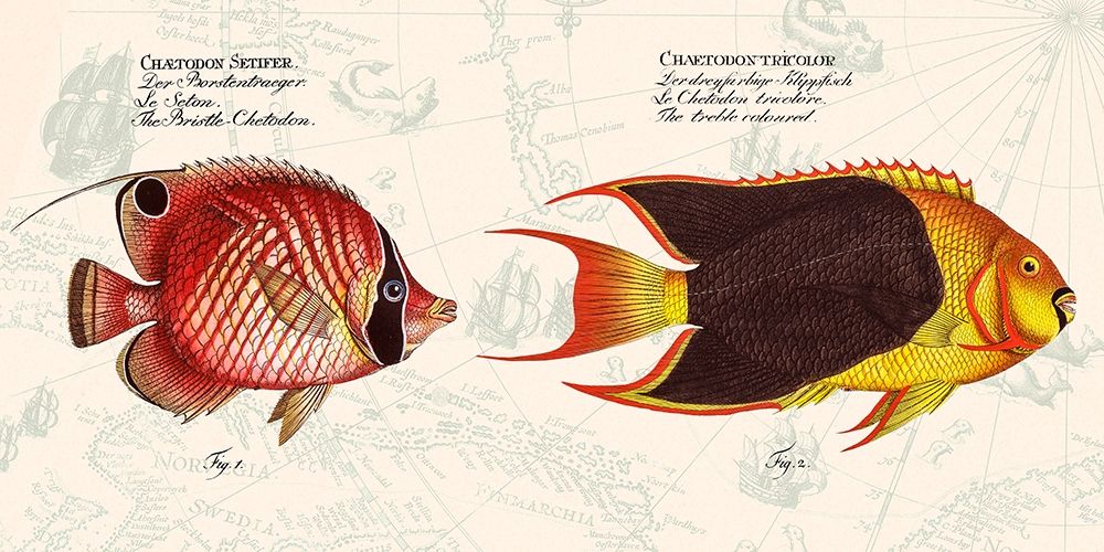 Tropical fish III-  After Bloch art print by Stef Lamanche for $57.95 CAD