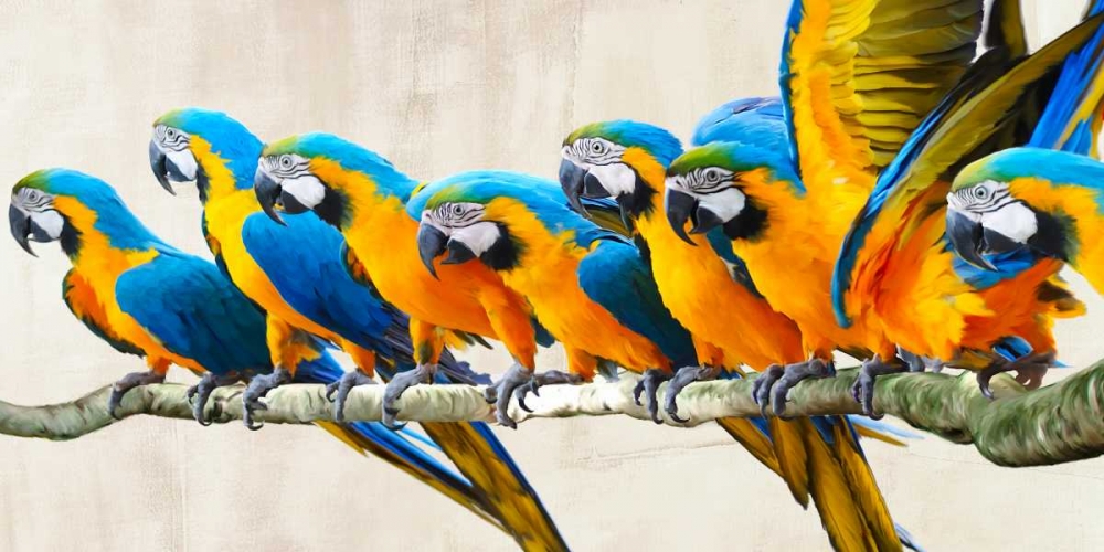 Ara Parade art print by Teo Rizzardi for $57.95 CAD