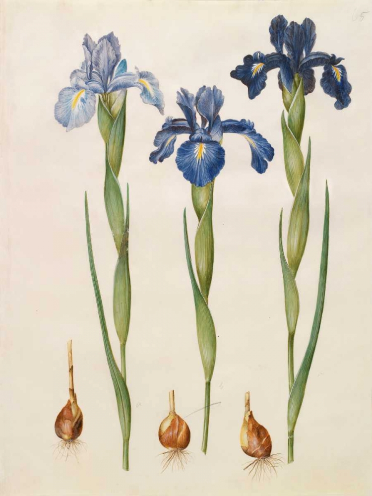 Iris xiphioides art print by Johannes S. Holtzbecher for $57.95 CAD