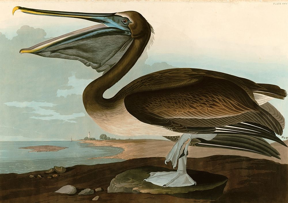 Brown Pelican art print by John James Audubon for $57.95 CAD