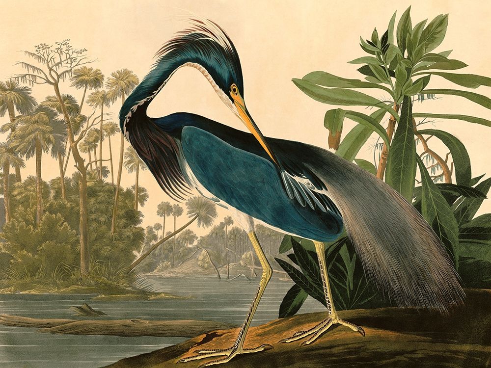 Louisiana Heron art print by John James Audubon for $57.95 CAD