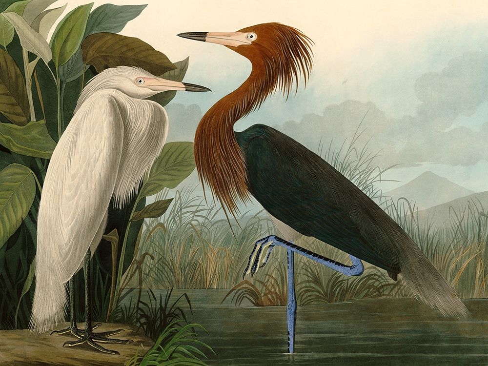 Purple Heron art print by John James Audubon for $57.95 CAD