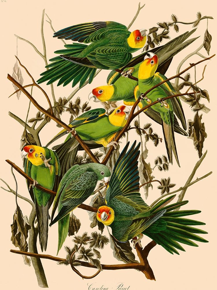 Carolina Parrot art print by John James Audubon for $57.95 CAD