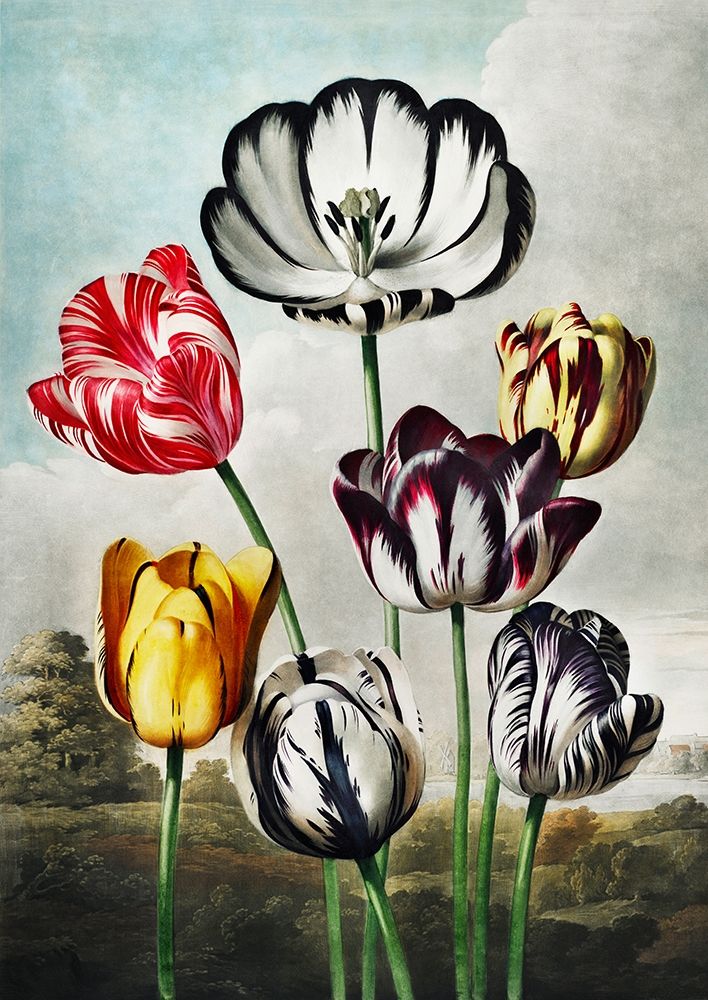 Tulips from The Temple of Flora art print by Robert John Thornton for $57.95 CAD