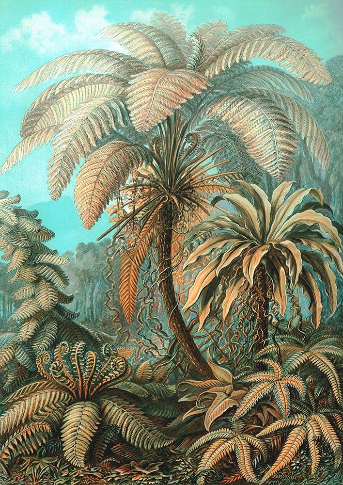 Filicinae art print by Ernst Haeckel for $57.95 CAD