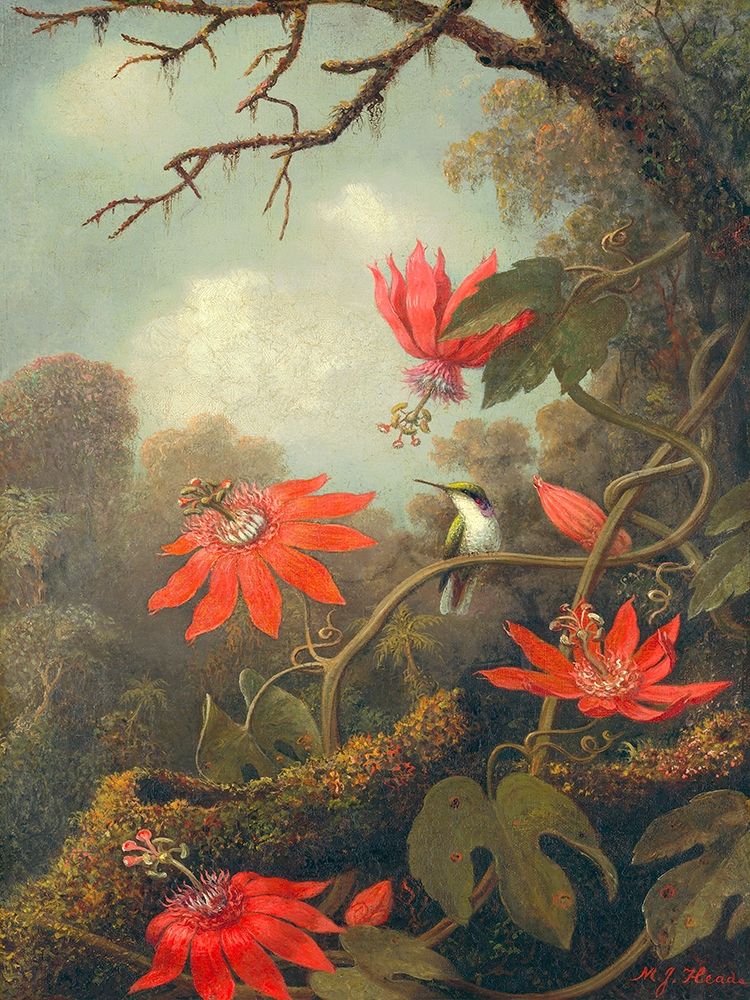 Hummingbird and Passionflowers art print by Martin Johnson Heade for $57.95 CAD