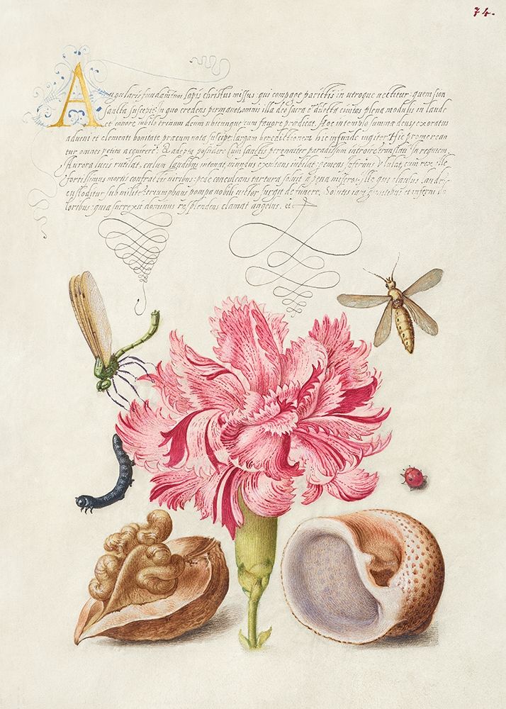 From the Model Book of Calligraphy-V art print by Bocskay Hoefnagel for $57.95 CAD