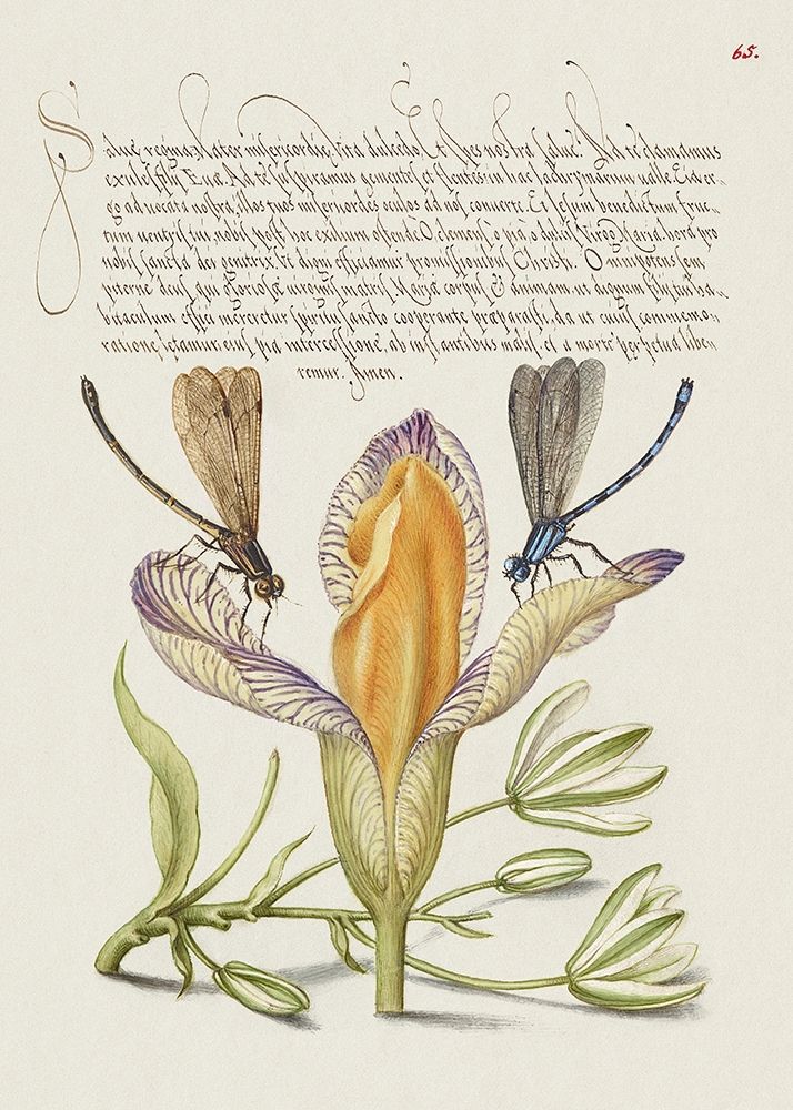 From the Model Book of Calligraphy-VI art print by Bocskay Hoefnagel for $57.95 CAD