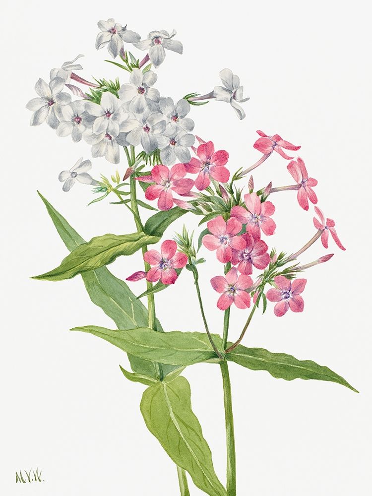 Perennial Phlox art print by Mary Vaux Walcott for $57.95 CAD