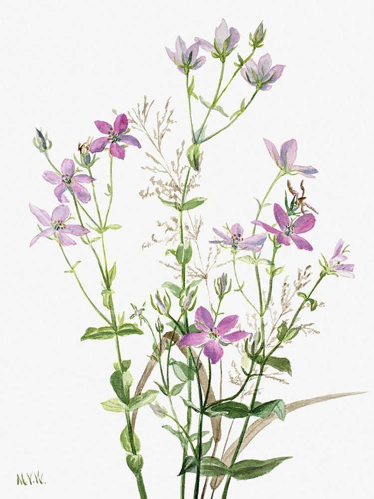 Sabbalia angularis-1880 art print by Mary Vaux Walcott for $57.95 CAD