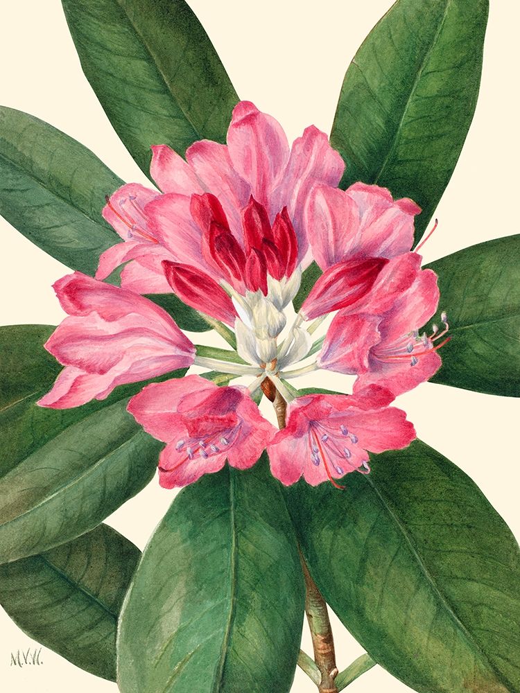 Mountain Rose Bay-1932 art print by Mary Vaux Walcott for $57.95 CAD