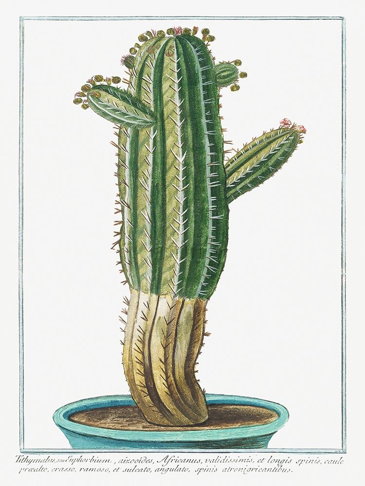 Tithymalus art print by Giorgio Bonelli for $57.95 CAD