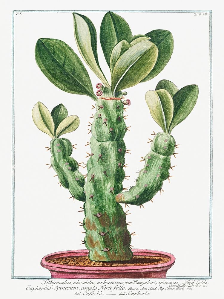 Euphorbio-Spinosum art print by Giorgio Bonelli for $57.95 CAD