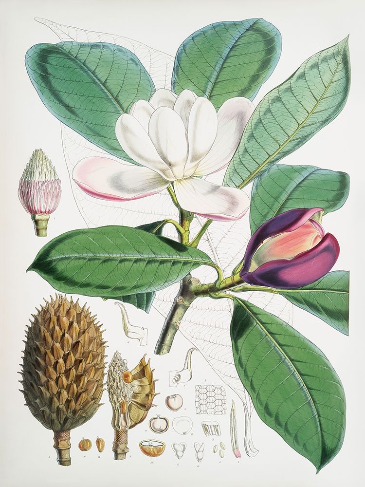 Magnolia Hodgsonii-1855 art print by Walter Hood Fitch for $57.95 CAD