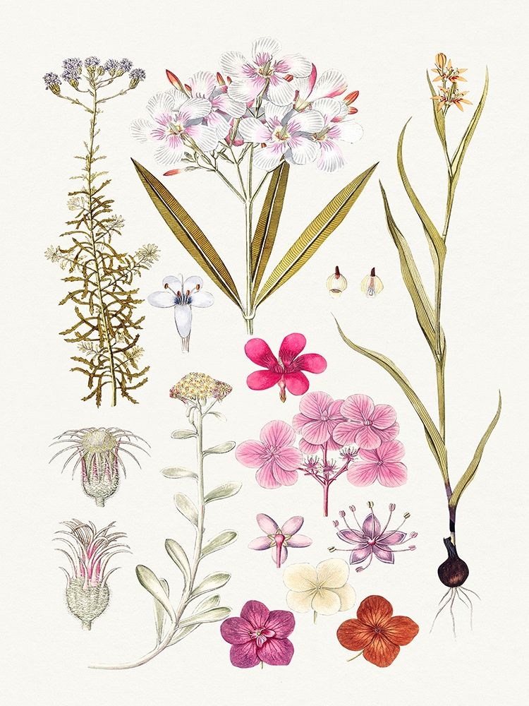 Hand drawn pink flowers art print by Anonymous for $57.95 CAD