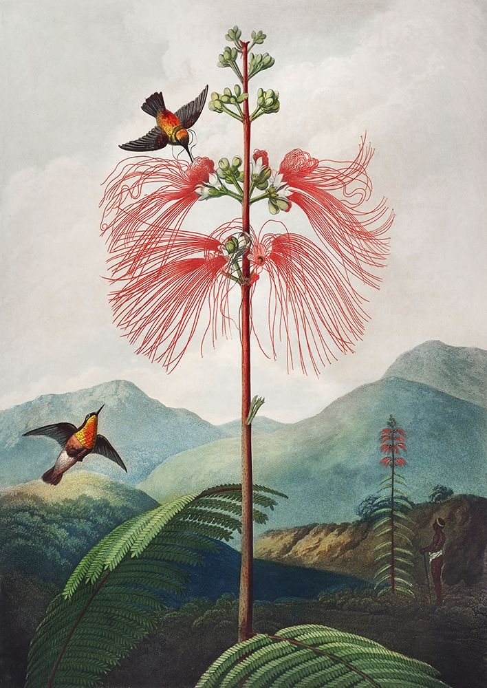 Sensitive Plant from The Temple of Flora art print by Robert John Thornton for $57.95 CAD