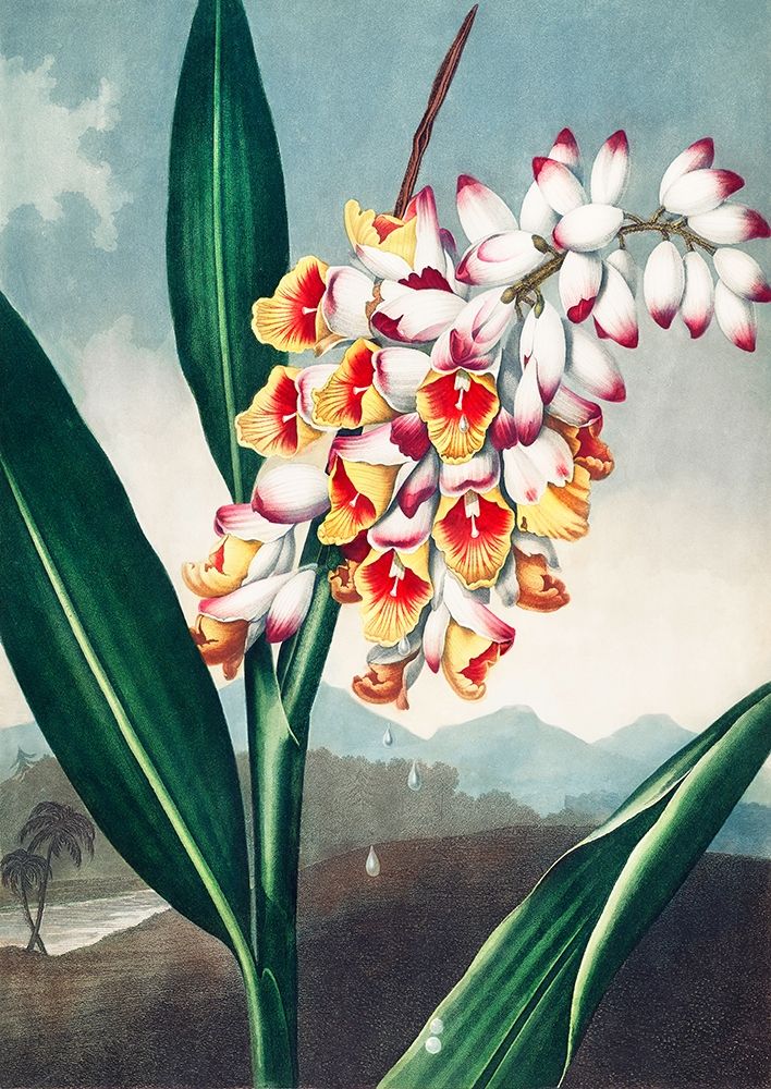 The Nodding Renealmia from The Temple of Flora art print by Robert John Thornton for $57.95 CAD