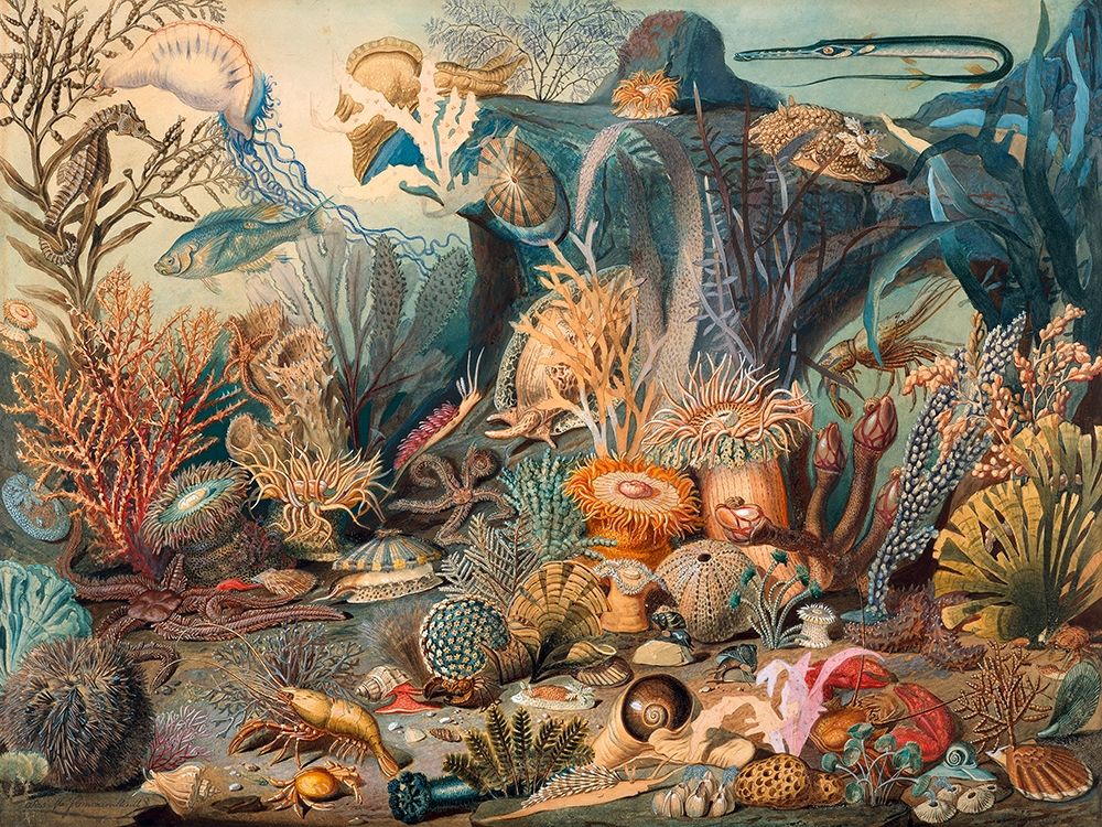 Ocean Life art print by James M. Sommerville for $57.95 CAD