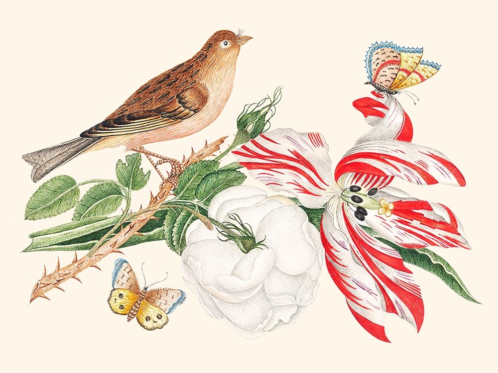A Bird on a branch with Rose-Tulip and Butterflies art print by Anonymous for $57.95 CAD