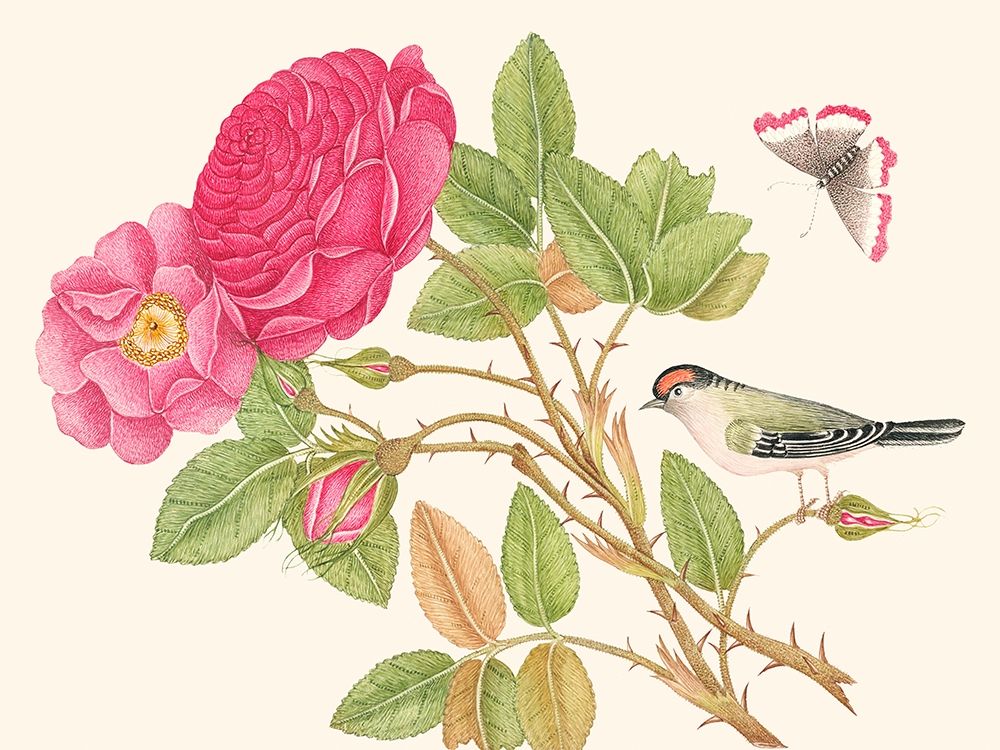 A bird on rose branch art print by Anonymous for $57.95 CAD